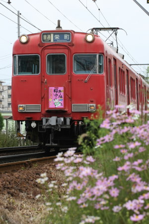 ピンクのコスモスと