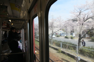 桜並木の横を駆け抜ける