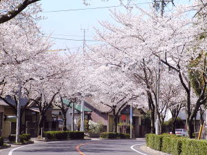桜並木